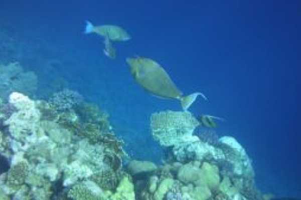 Tours to Egypt Top-Rated 6 Days All Inclusive Taba Vacation Package