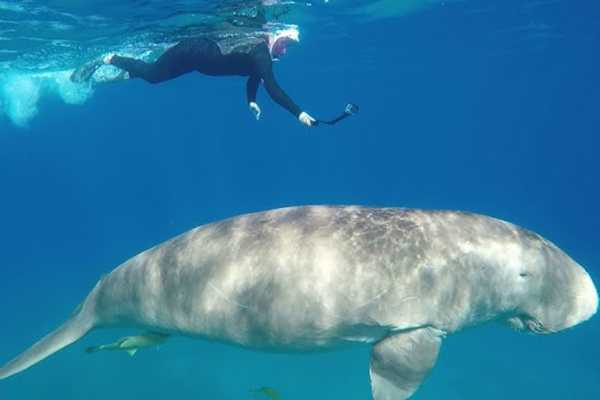 Egypt Tour packages Abu Dabbab Dugong Snorkeling Trip from Soma bay