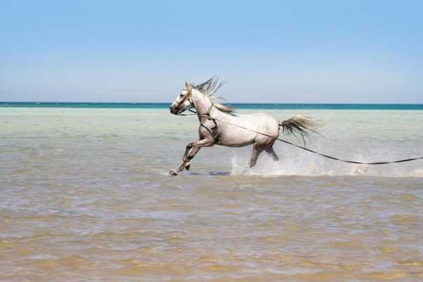 Daily tours Egypt Horse Riding Hurghada Tours | Private  Horse riding tour Experience| Horseback