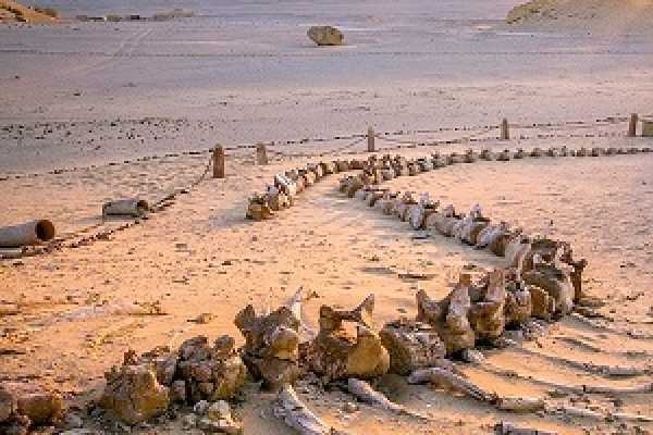 Marsa alam tours 2 Day Camping trip in Fayoum from Cairo