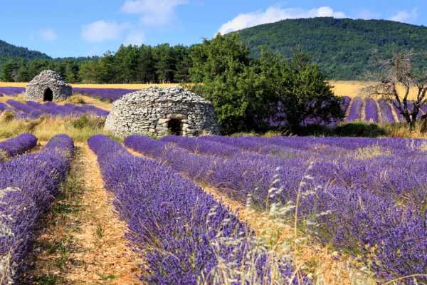 LOTIX Colors and Scents of Provence on the Lavender Route