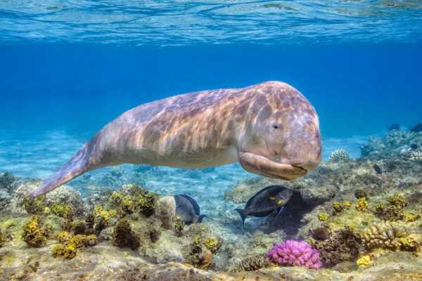 Egypt Tour packages 13 Day Egypt itinerary Nile cruise and the desert with Red Sea