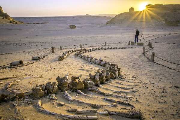 Egypt Tour packages Trip to Wadi Al Hitan and Fayoum Oasis From Port Said Port
