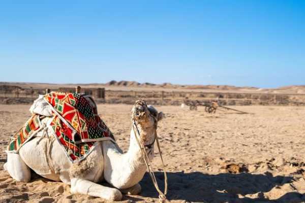 Egypt Tour packages 14-Day Egypt Highlights Tour: Cairo, White Desert, Nile Cruise & Marsa Alam
