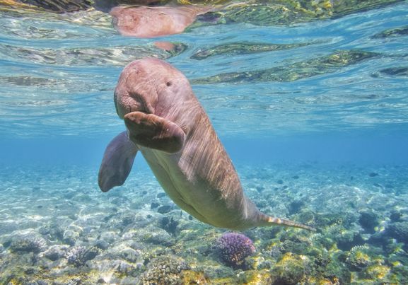 Sirenia calf - Dugong baby in Red Sea Marsa Alam Egypt