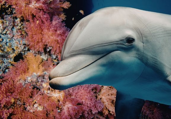 Playful dolphin swims amongst colorful coral