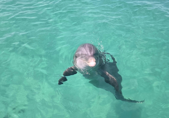 Friendly Dolphin Swimming in Panama City's Pristine Waters