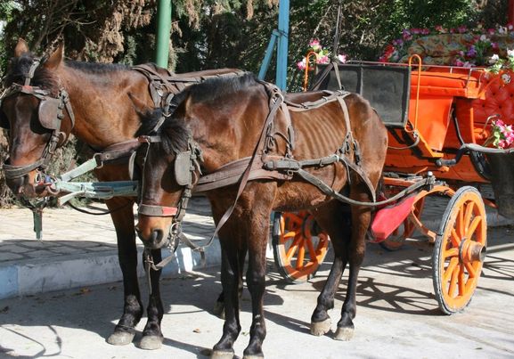 horse carriage luxor