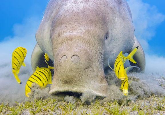 male dugong and golden trevally (Gnathanodon speciosus) feeding on seagrass beds in red sea  marsa Alam  egypt