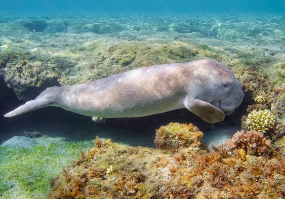 Sirenia calf Dugong baby on coral reef in Red Sea Marsa Alam Egypt