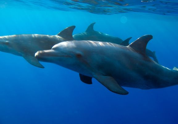 dolphine swimming under red sea  marsa alam egypt