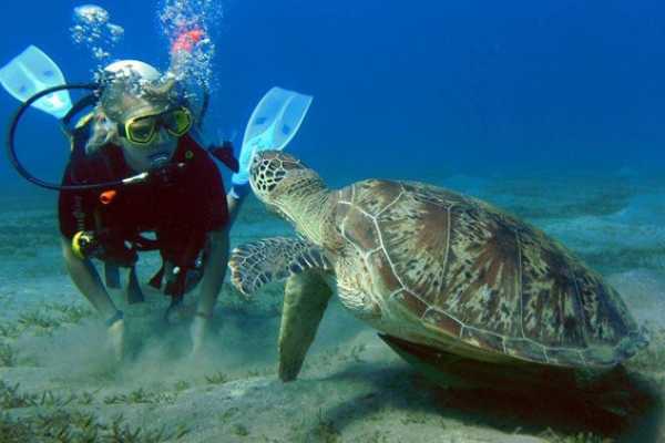  Diving Trips From Marsa Alam