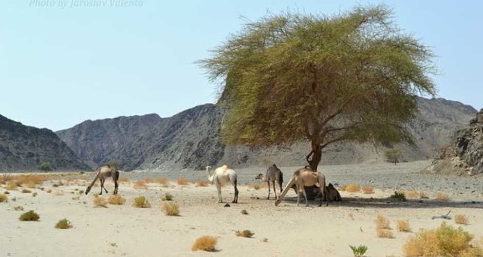 7-WADI EL GEMAL-NATIONAL PARK