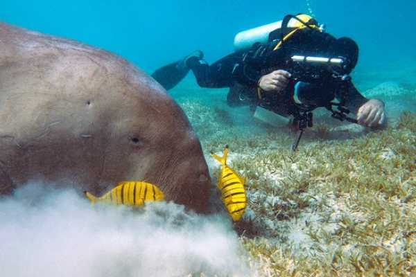  Diving Tours from Marsa Alam