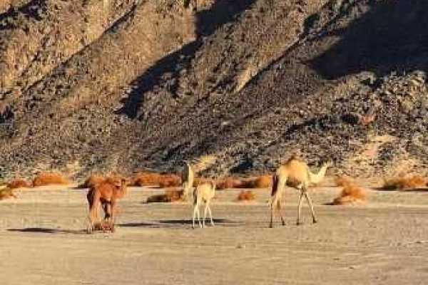  Private Trip to wadi el Gemal