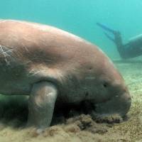 Excursies Egypte Snorklingsturer fr&aring;n El Gouna
