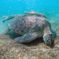 Excursies Egypte Snorklingsturer fr&aring;n El Gouna