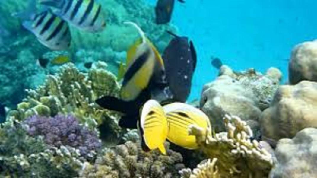 Excursies Egypte Submarine resor fr&aring;n Marsa Alam