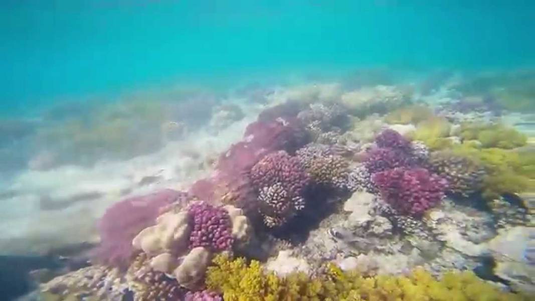 Excursies Egypte Dykningsturer fr&aring;n Marsa Alam