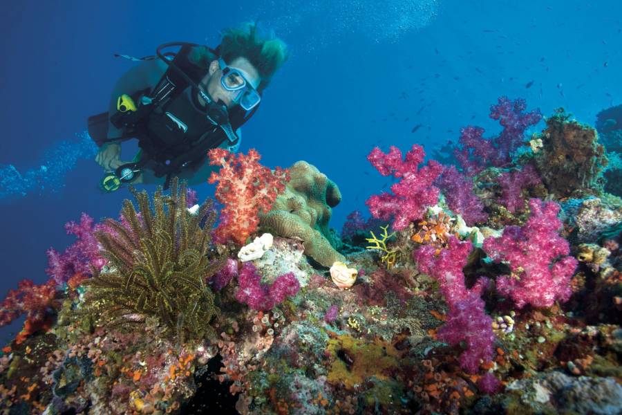 Excursies Egypte Dykningsturer fr&aring;n Marsa Alam