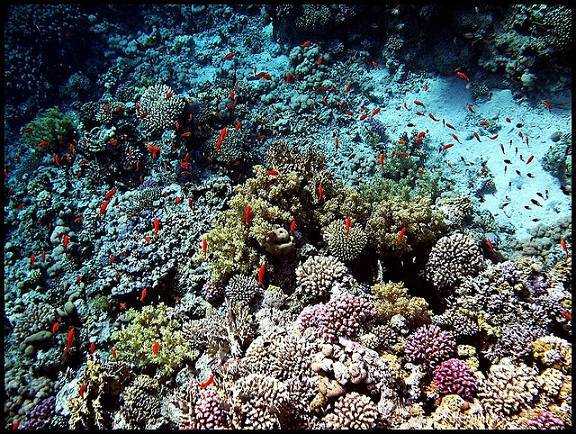 Excursies Egypte Snorkeling Trips in Marsa alam