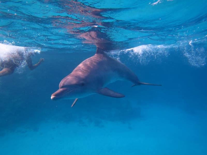 Excursies Egypte Snorkeling Trips in Marsa alam