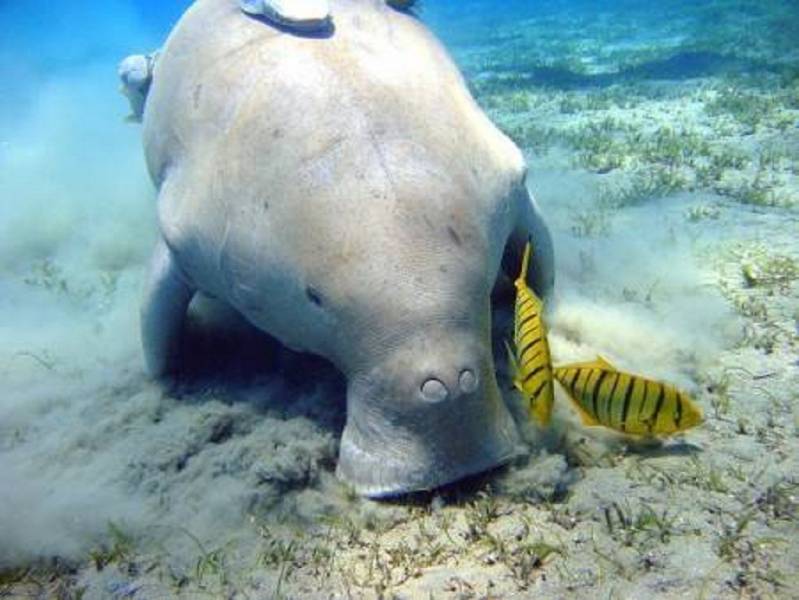 Excursies Egypte Snorkeling Trips in Marsa alam