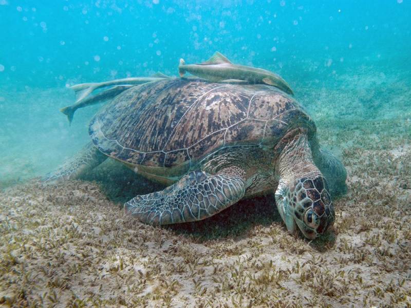 Excursies Egypte Makadi Snorkeling tour and excursions&nbsp;