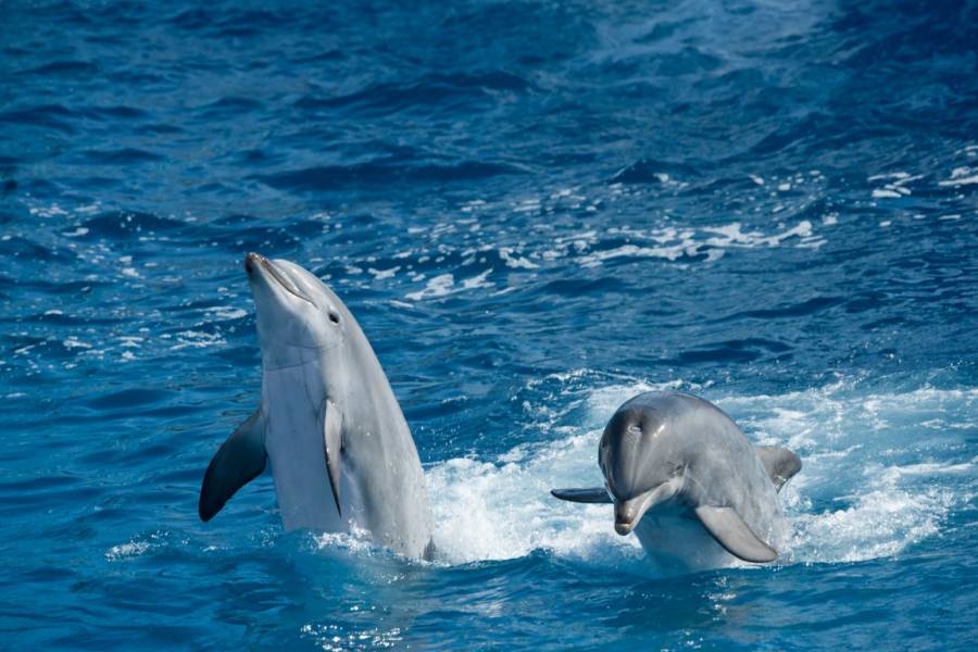Excursies Egypte Makadi Snorkeling tour and excursions&nbsp;