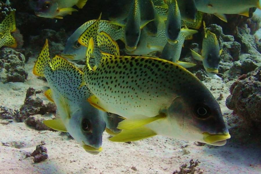 Excursies Egypte Snorkeling Trips From Soma Bay