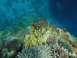 Excursies Egypte Snorkeling Trips From Soma Bay