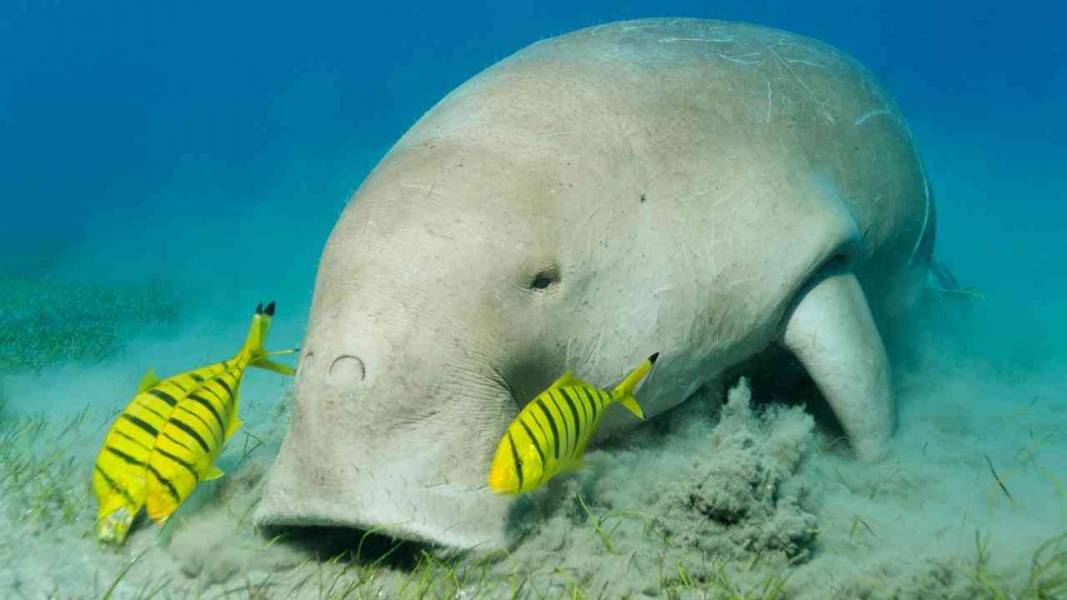 Excursies Egypte Snorkeling Trips From Soma Bay