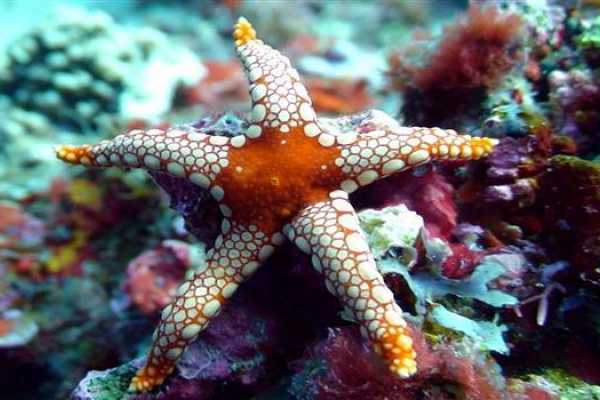  Excursies Hurghada