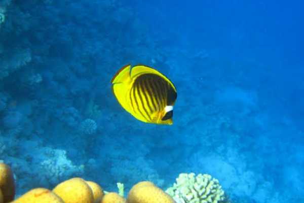  Sharm el Sheikh airport Transfers