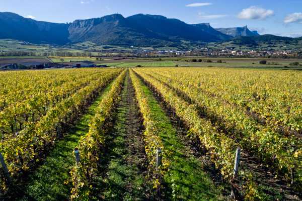  ÁLAVA, PEQUEÑOS SECRETOS PARA CURIOSOS DEL VINO