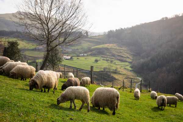  Buenas migas: Idiazabal y txakoli en el Goierri gipuzkoano