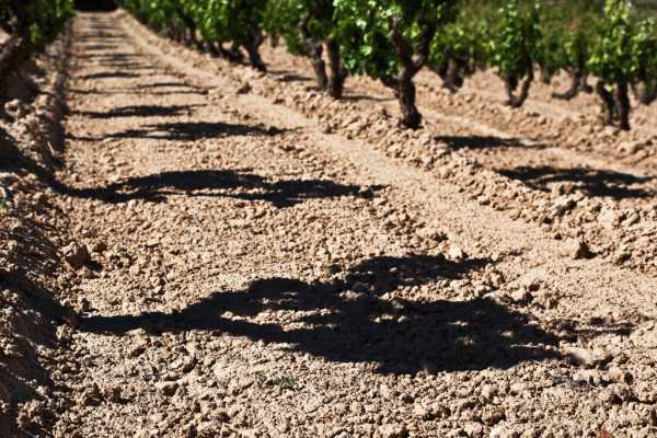 Gravedad, historia y vi&ntilde;edos