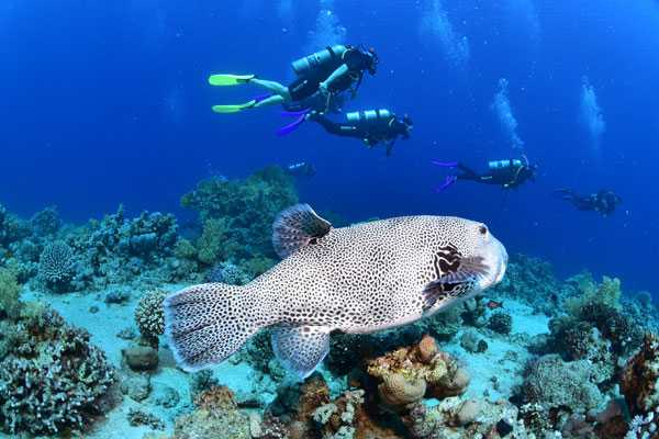  Sharm El Sheikh Excursions