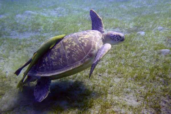  Schnorchelausflüge von Marsa Alam