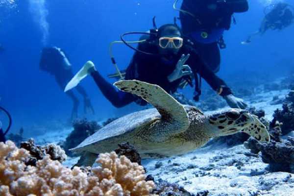  Diving tours From Sharm el Sheikh