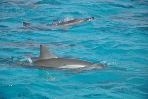  Snorkeling tour from Makadi