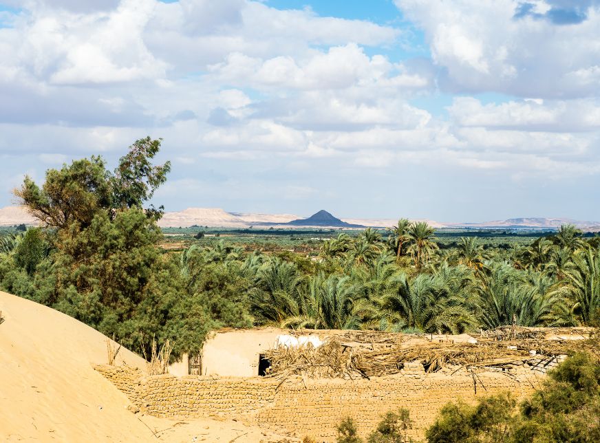 sun rise at Bahariya Oasis-palm trees and blue sky-egypt