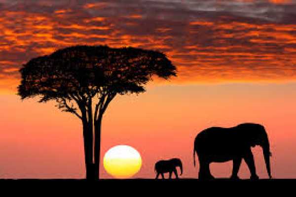  Safari Africa Tours