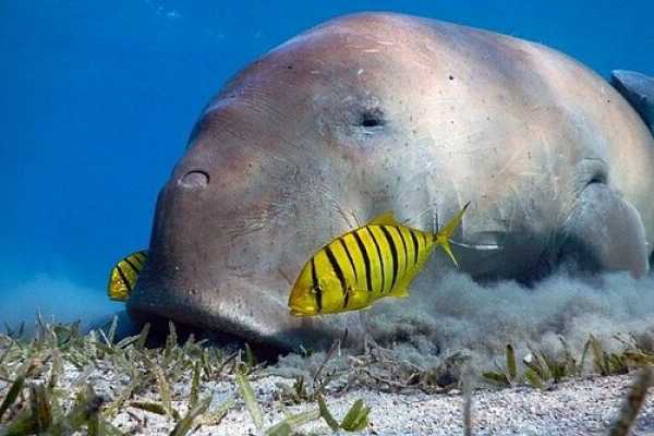 Excursiones a Marsa Alam