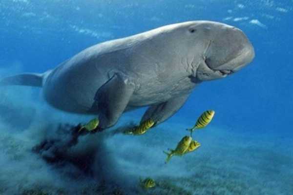  Marsa Alam Excursies