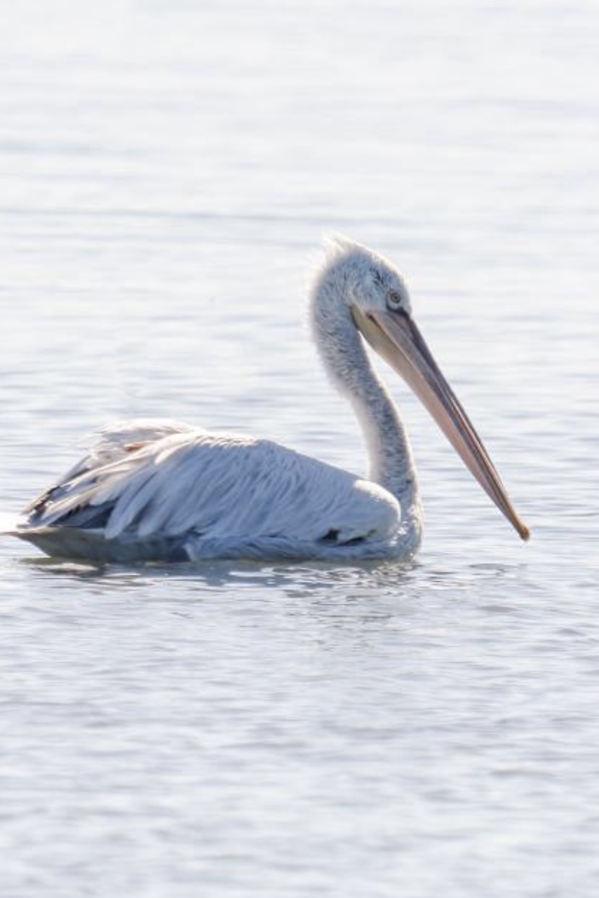 Birdwatching Vjose Narte protected landscape